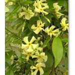 gramineesetsauvageonnes11