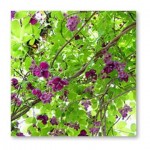 gramineesetsauvageonnes12