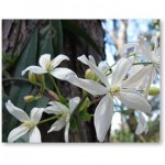 gramineesetsauvageonnes13