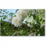 gramineesetsauvageonnes14