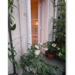 gramineesetsauvageonnes15