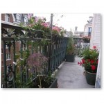 gramineesetsauvageonnes16