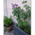 gramineesetsauvageonnes17