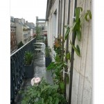 gramineesetsauvageonnes20